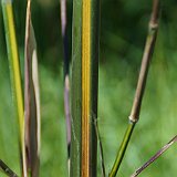 Phyllostachys arcana Luteosulcata Yellowstone.JPG